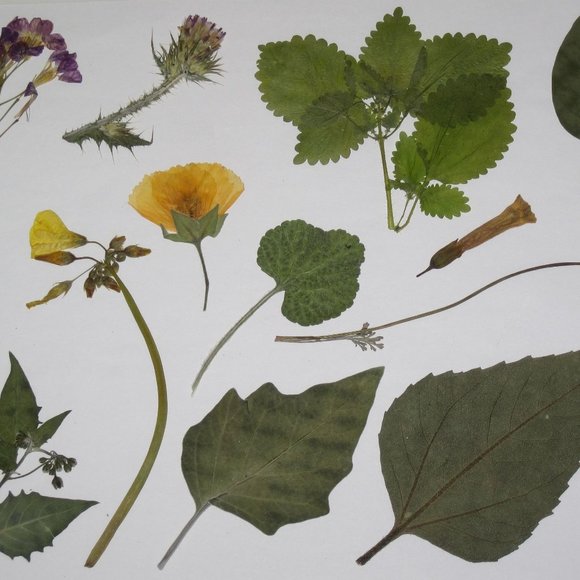 60 PCS Wild Pressed Flowers and Leaves Leaf Weeds Tobacco Sunflower Poppy Mallow - Picture 2 of 5